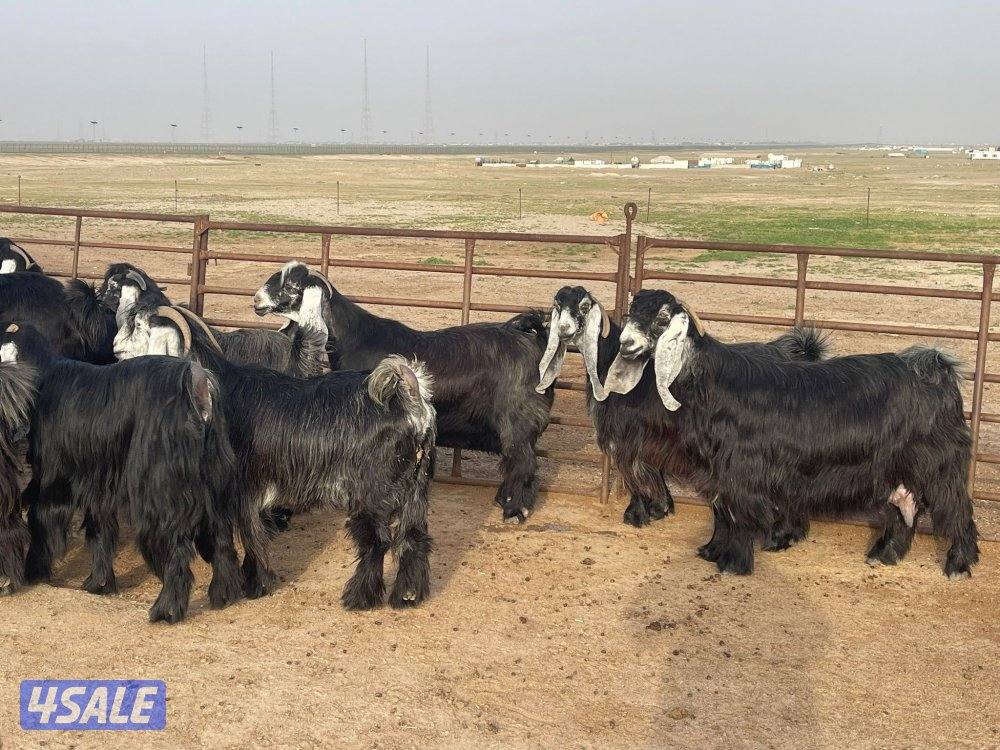 وراء شبك الاذاعه4