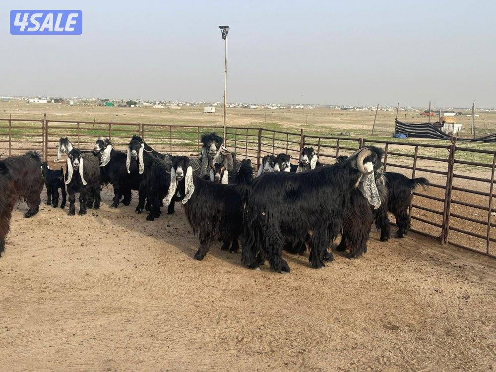 وراء شبك الاذاعه5