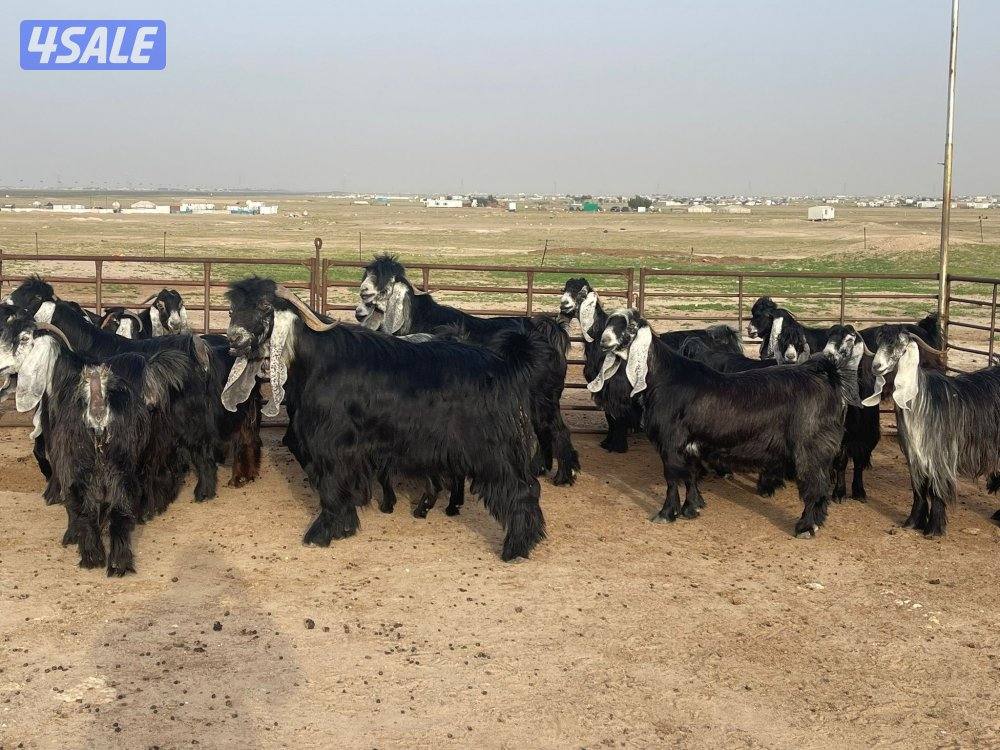 وراء شبك الاذاعه6