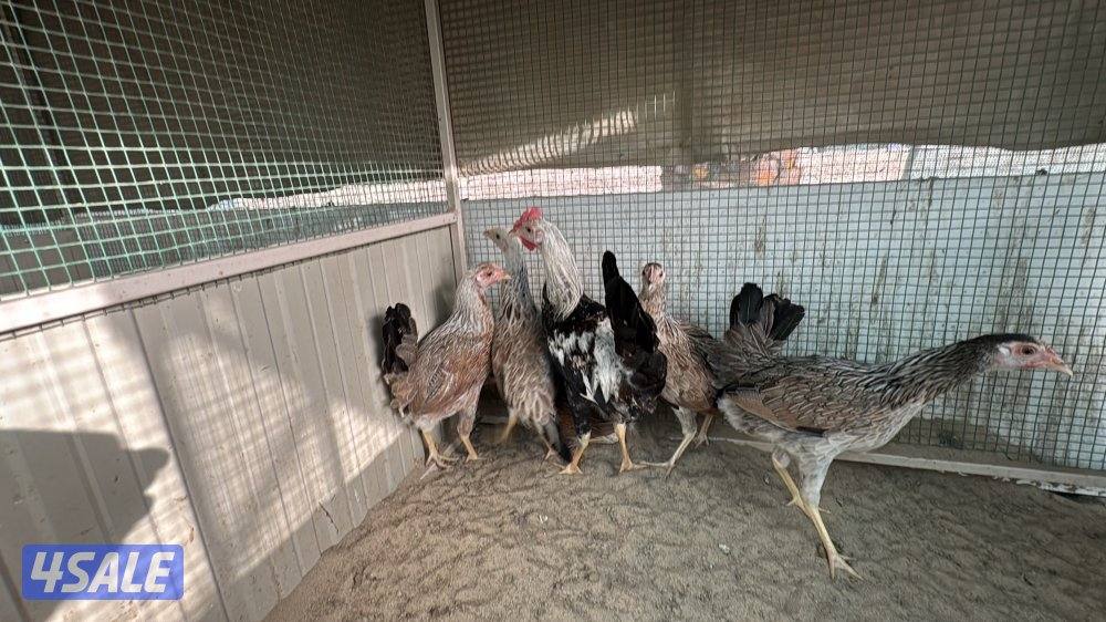 مجموعه 6 خمس دجاجات وديج عربي1