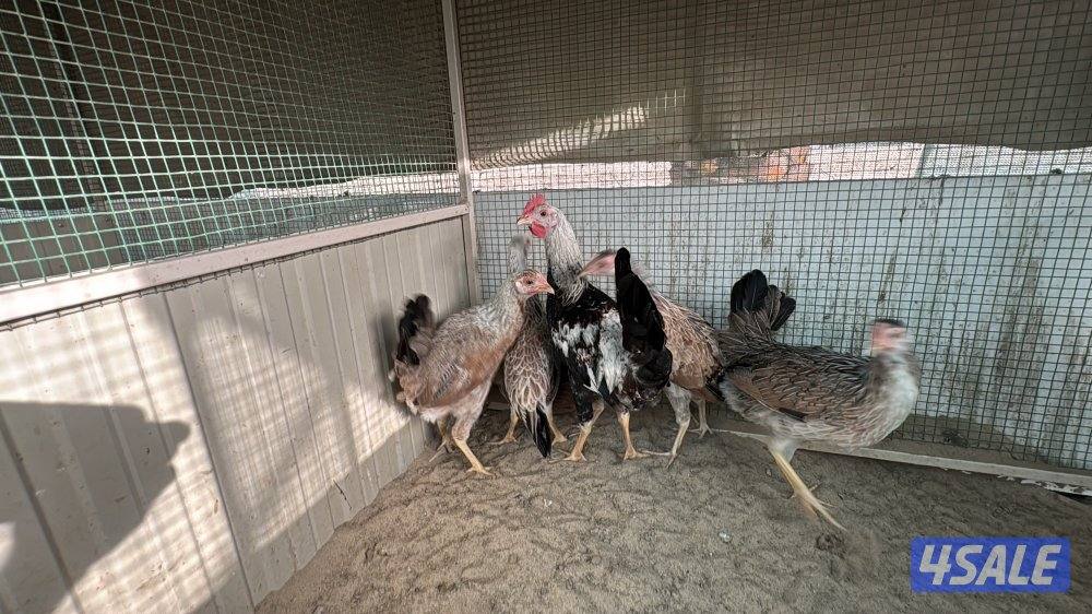 مجموعه 6 خمس دجاجات وديج عربي2