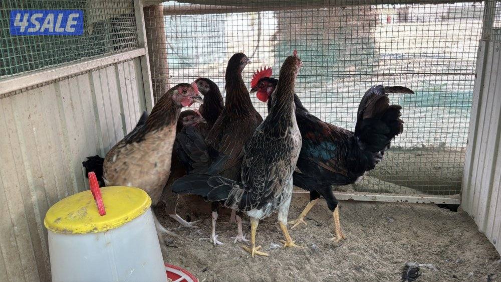 مجموعه 5 وديج عربي اصلي سيافي0