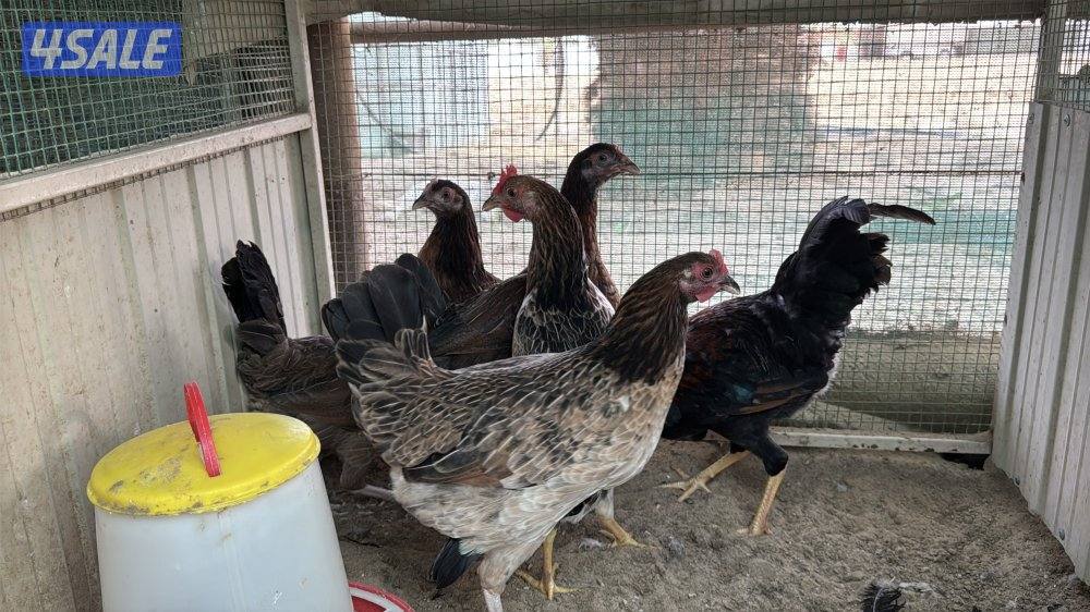 مجموعه 5 وديج عربي اصلي سيافي1