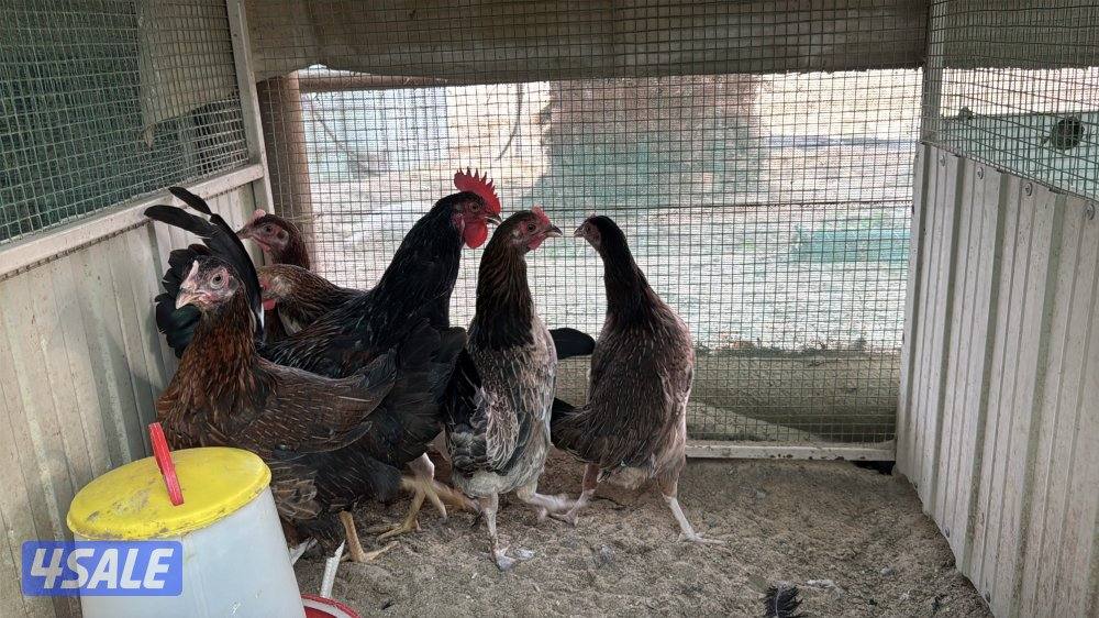 مجموعه 5 وديج عربي اصلي سيافي2