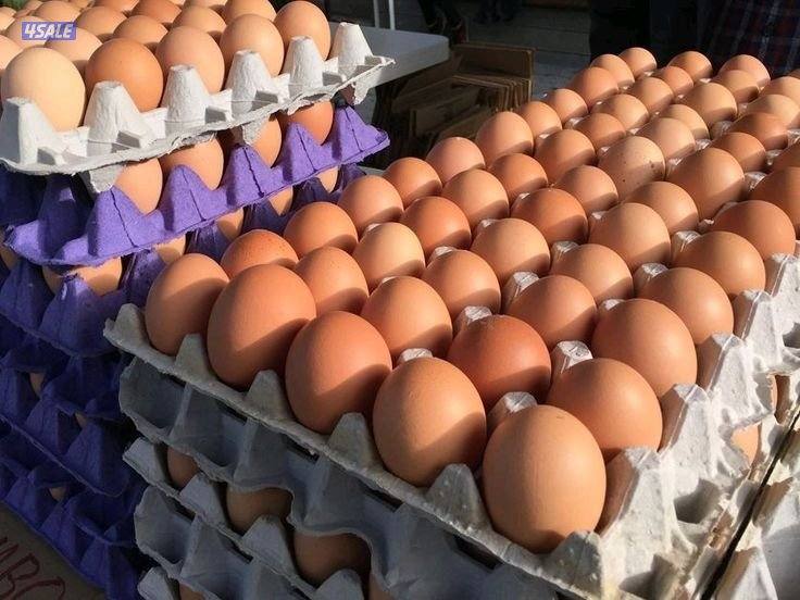 بيض دجاج مزرعة للبيع0