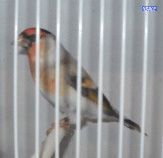 الحسون النادر0