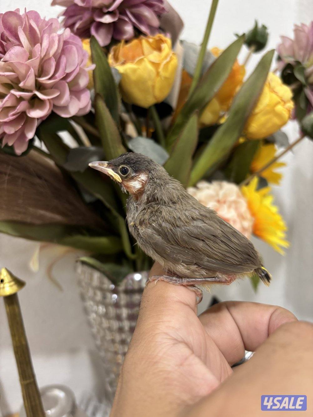 فروخ بلابل عس صحه ونظافة1