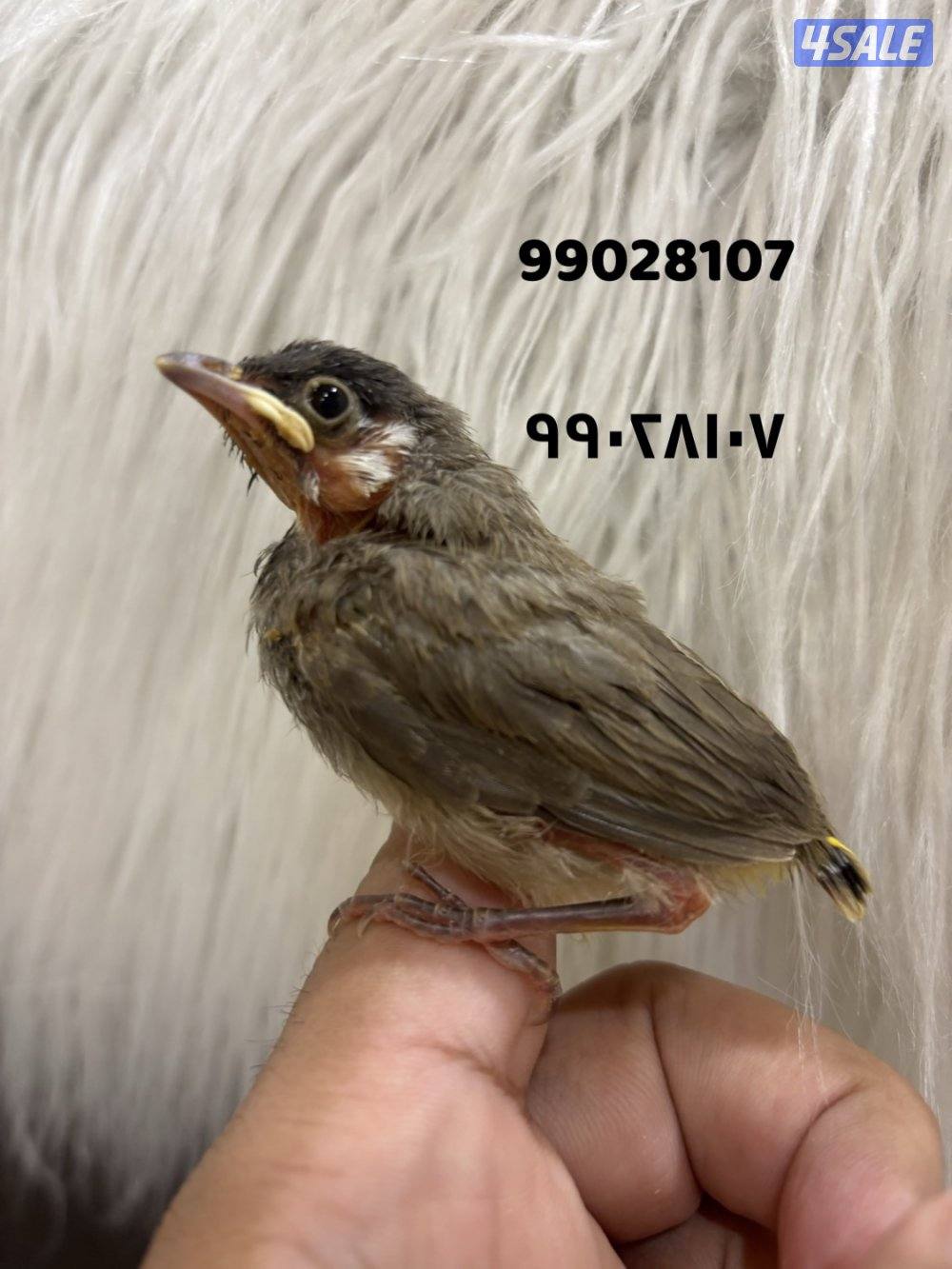 فروخ بلابل عس صحه ونظافة0