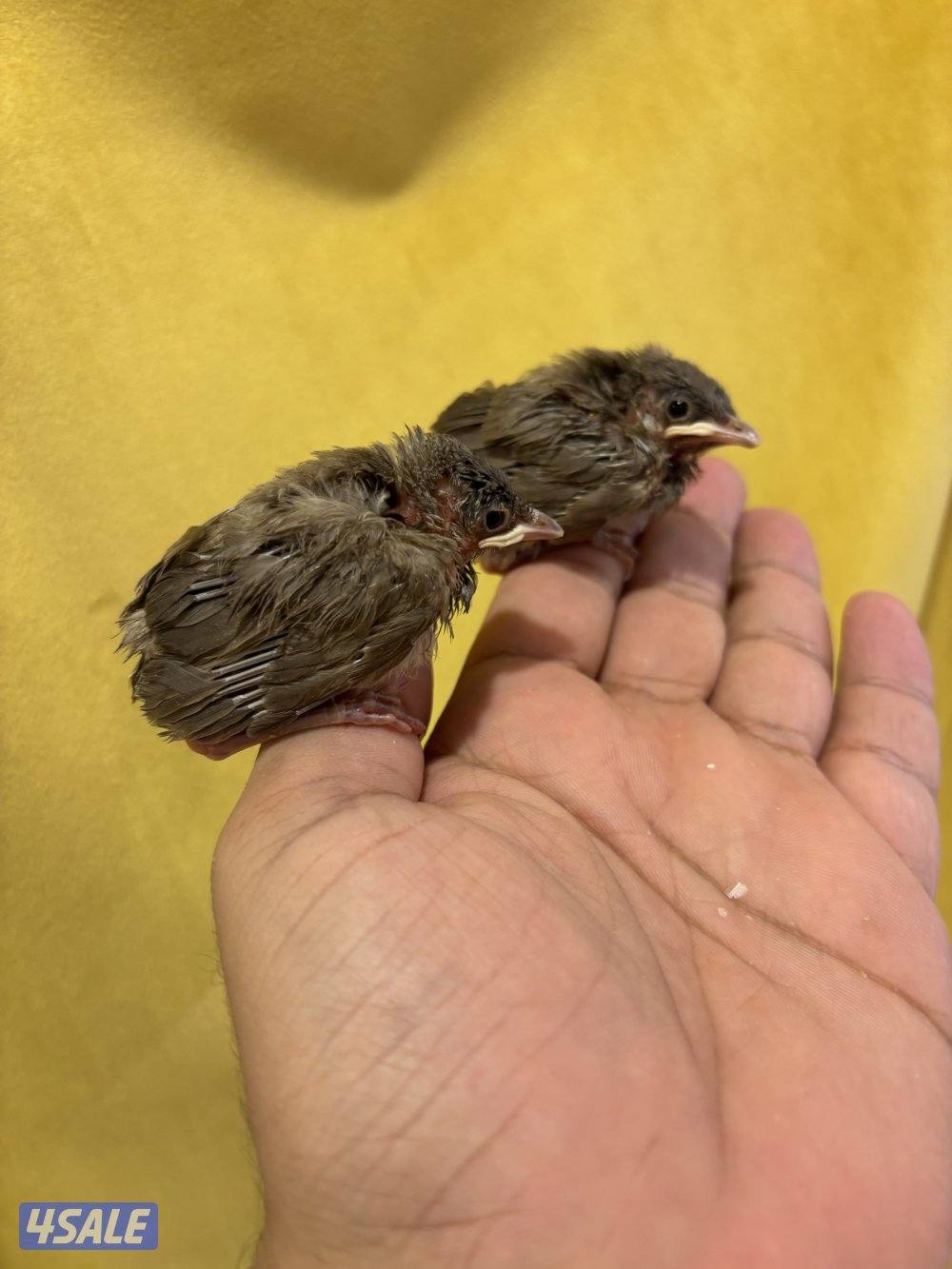 فروخ بلابل عس صحه ونظافة2