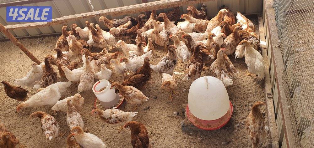 للبيع فروخ لوهمان + رود ايلاند 🐤 + دياكه لوهمان + دياكه لغ بار0