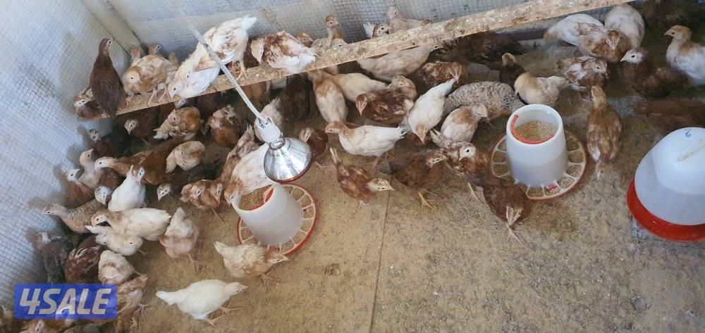 للبيع فروخ لوهمان + رود ايلاند 🐤 + دياكه لوهمان + دياكه لغ بار2