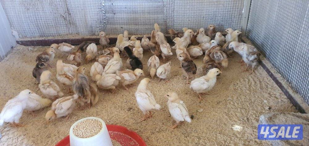 للبيع فروخ لوهمان + رود ايلاند 🐤 + دياكه لوهمان + دياكه لغ بار3