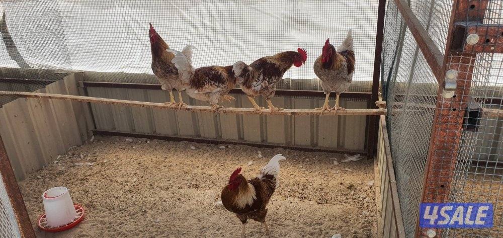 للبيع فروخ لوهمان + رود ايلاند 🐤 + دياكه لوهمان + دياكه لغ بار4