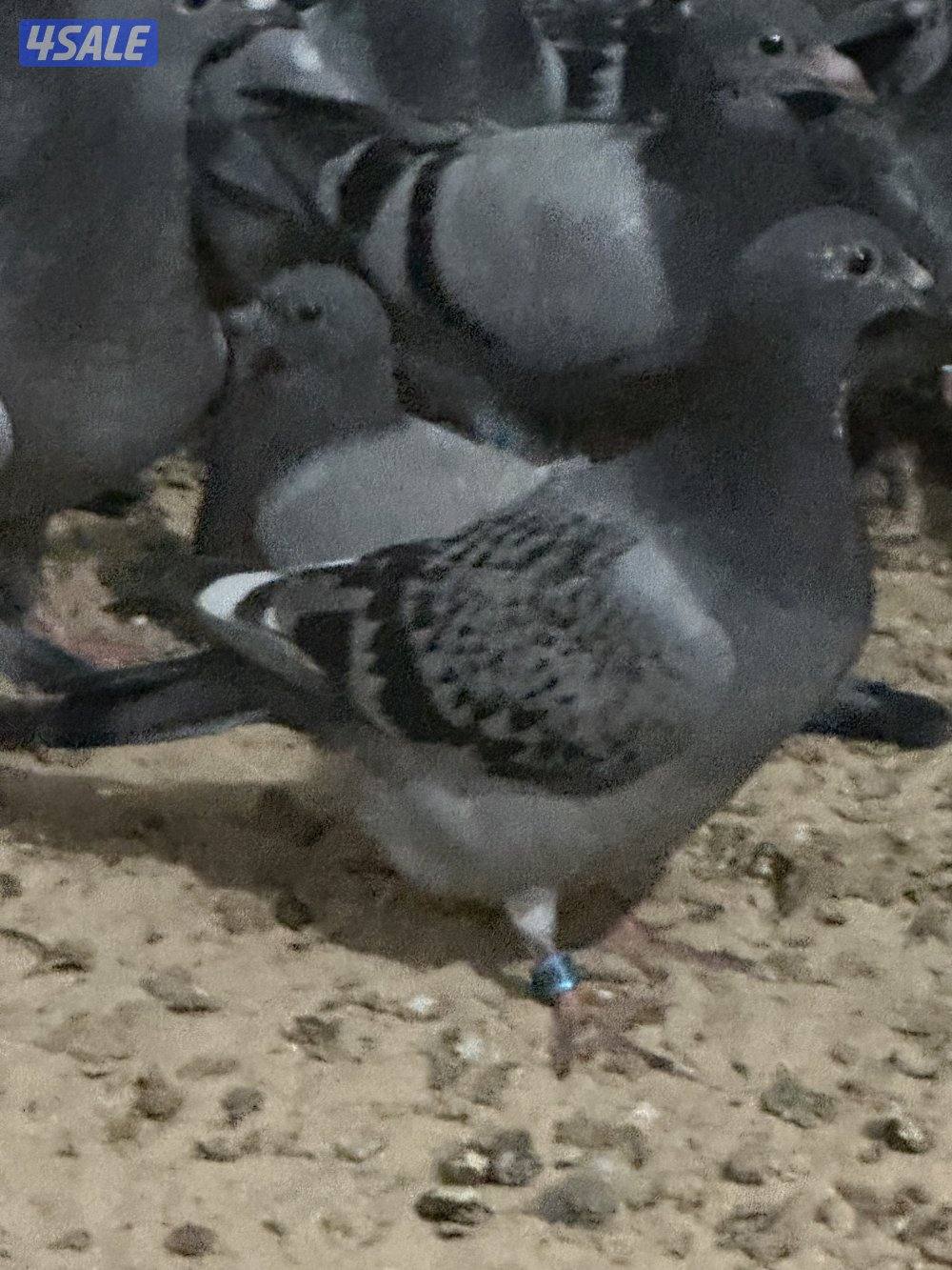 للبيع فروخ زاجل0