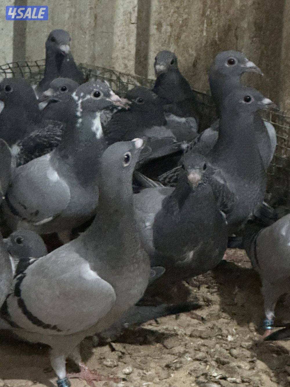 للبيع فروخ زاجل1