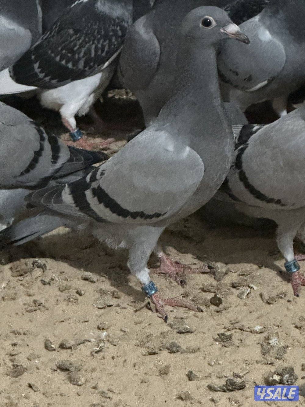 للبيع فروخ زاجل2