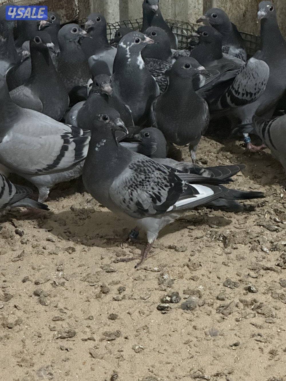 للبيع فروخ زاجل3