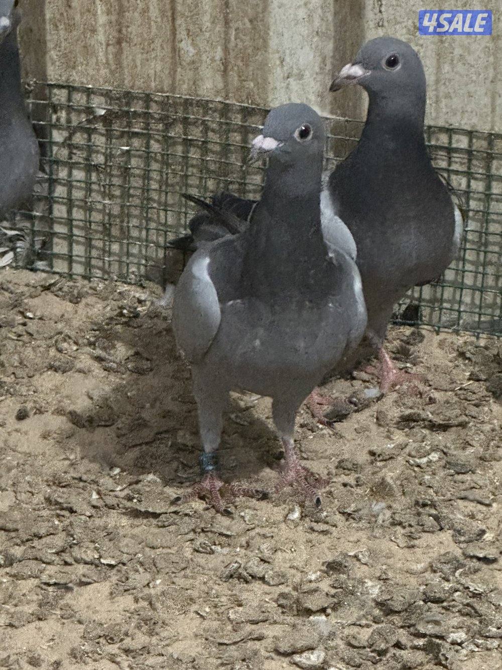 للبيع فروخ زاجل4