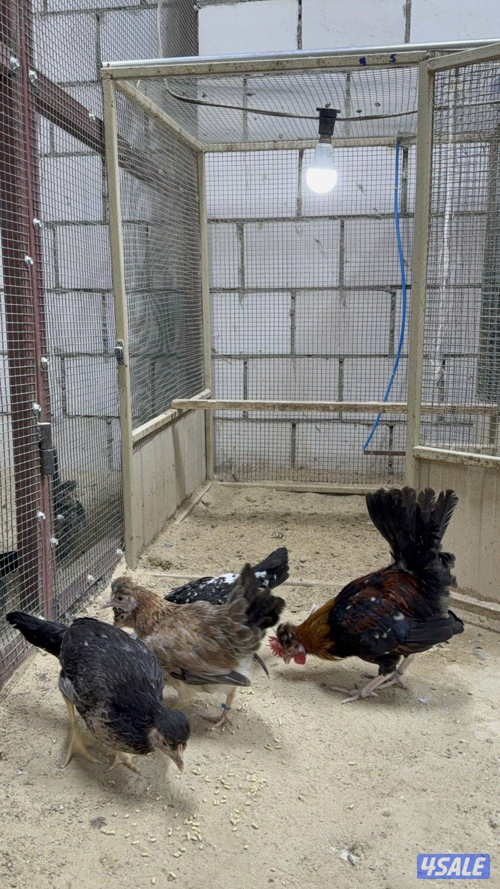 دجاج عربي قديم0