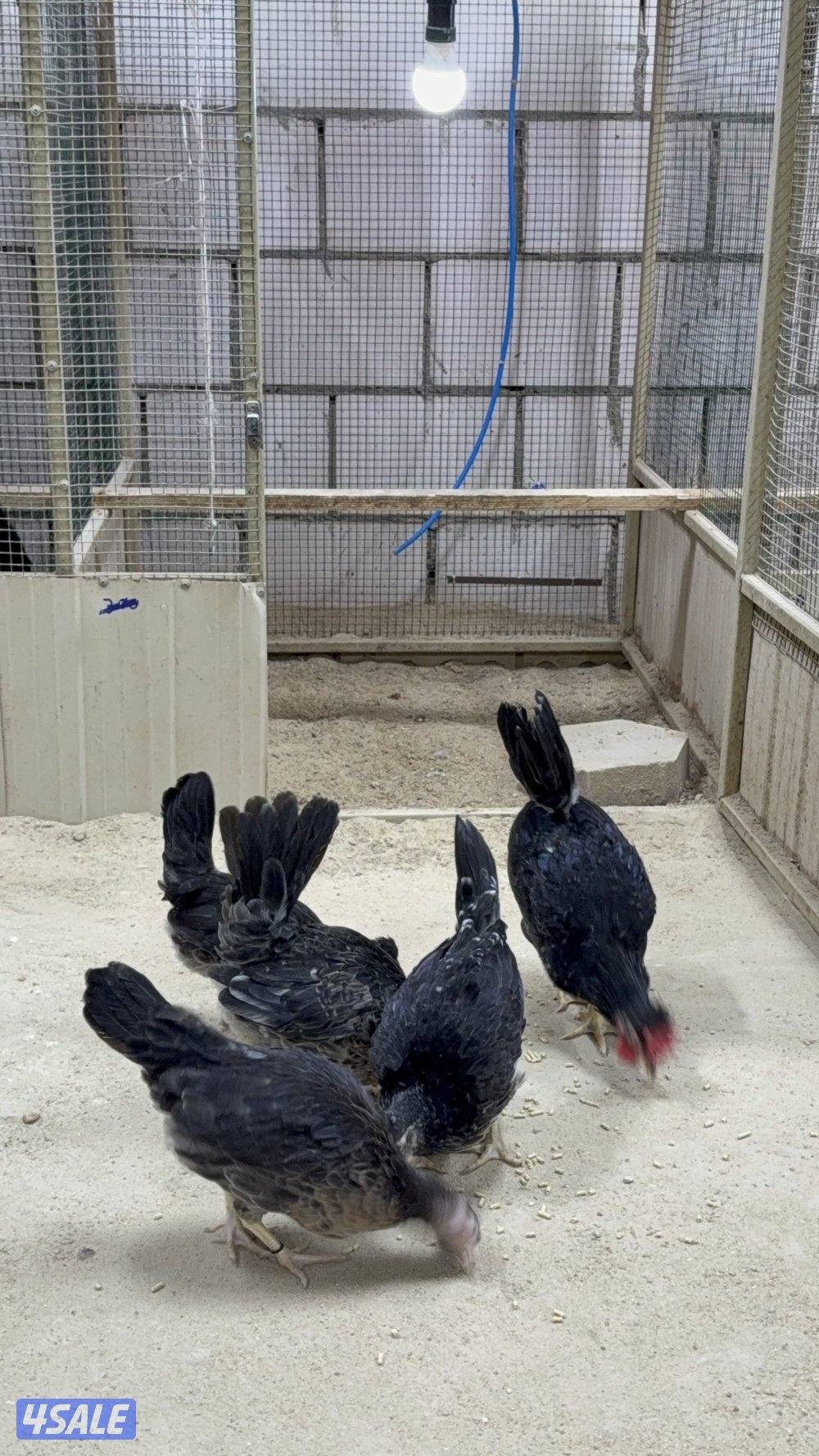 دجاج عربي قديم1