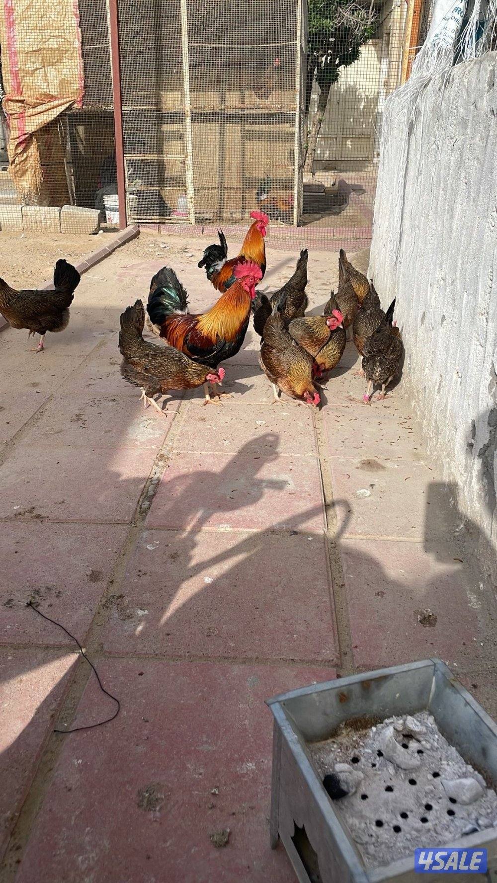 سيافي عربي قديم1