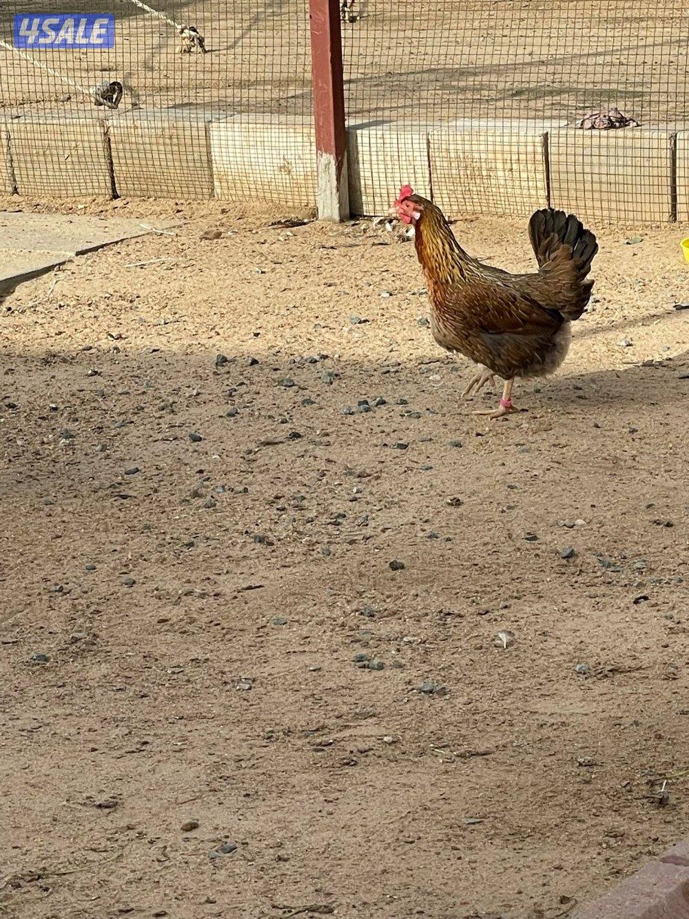 سيافي عربي قديم2