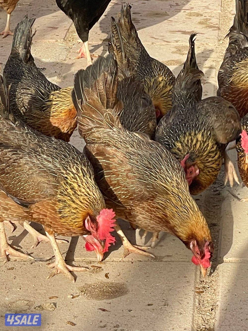 سيافي عربي قديم3