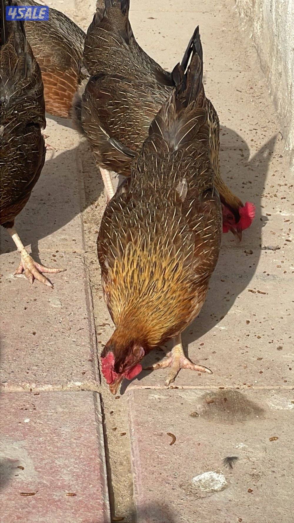 سيافي عربي قديم4