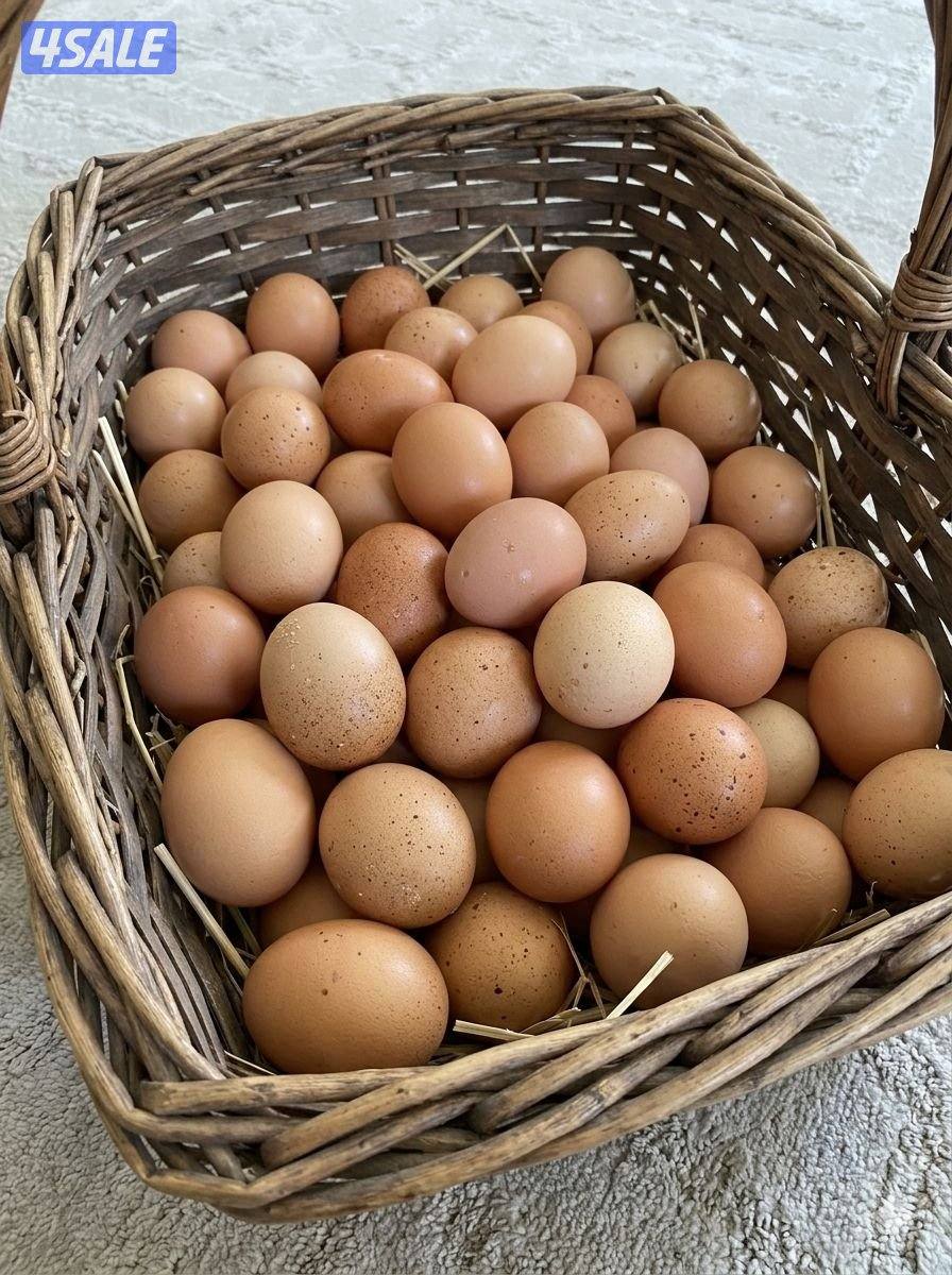 للبيع فروخ لوهمان + رود ايلاند 🐤 + دياكه لوهمان + دياكه لغ بار6