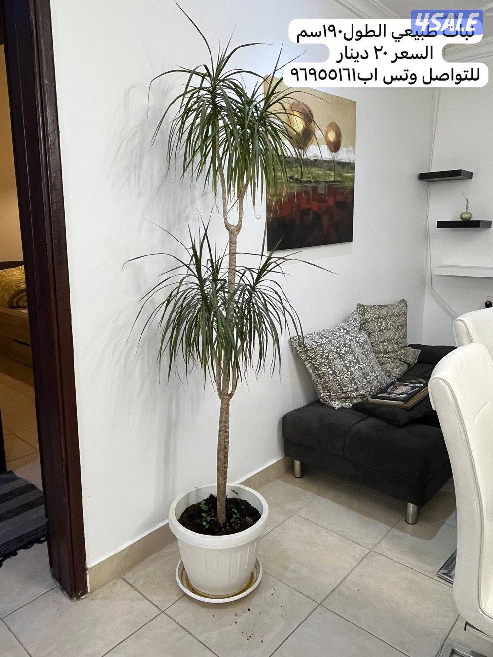 للبيع طاولات طعام وتقديم واجهزه كهربائيه واثاث  وترولي ضيافه طاوله تلف11