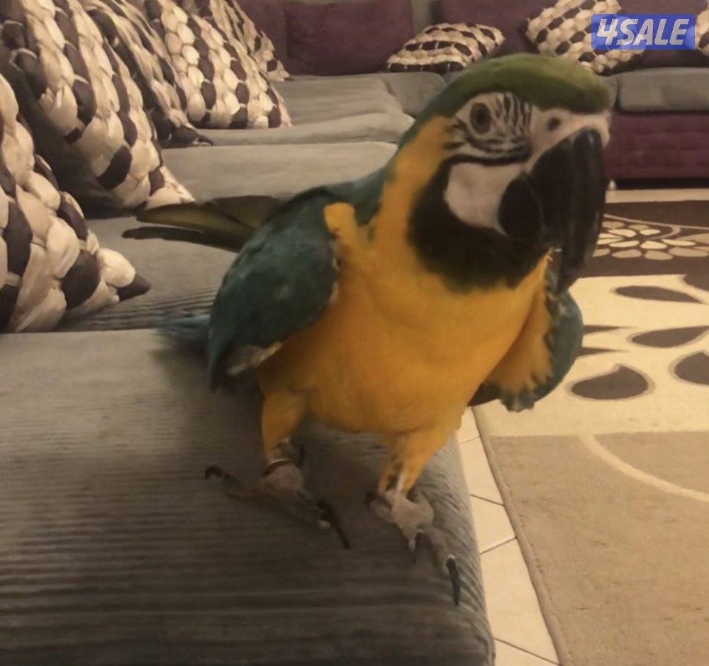 Blue & Gold Macaw (Female) – Tame & Beautiful0