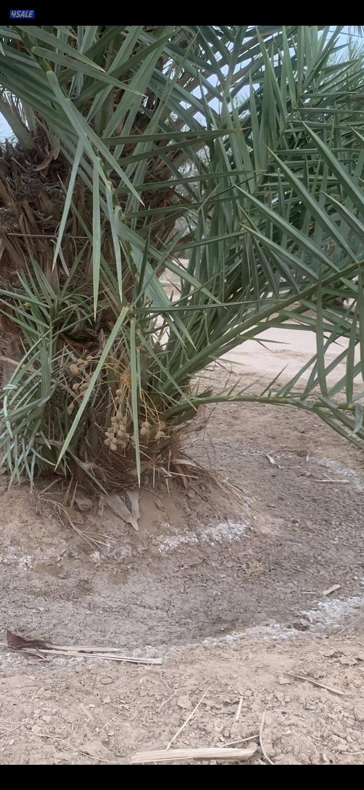 للبيع فروخ نخل اخلاص احجام طيبه في تحت الام و في احواض مجذرات بالعبدلي0