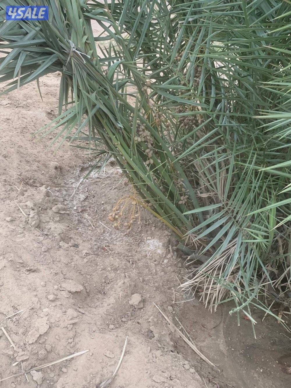 للبيع فروخ نخل اخلاص احجام طيبه في تحت الام و في احواض مجذرات بالعبدلي2