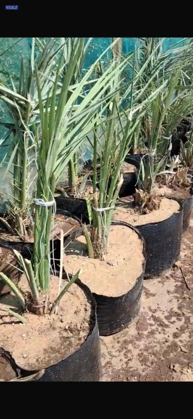 للبيع فروخ نخل اخلاص احجام طيبه في تحت الام و في احواض مجذرات بالعبدلي3