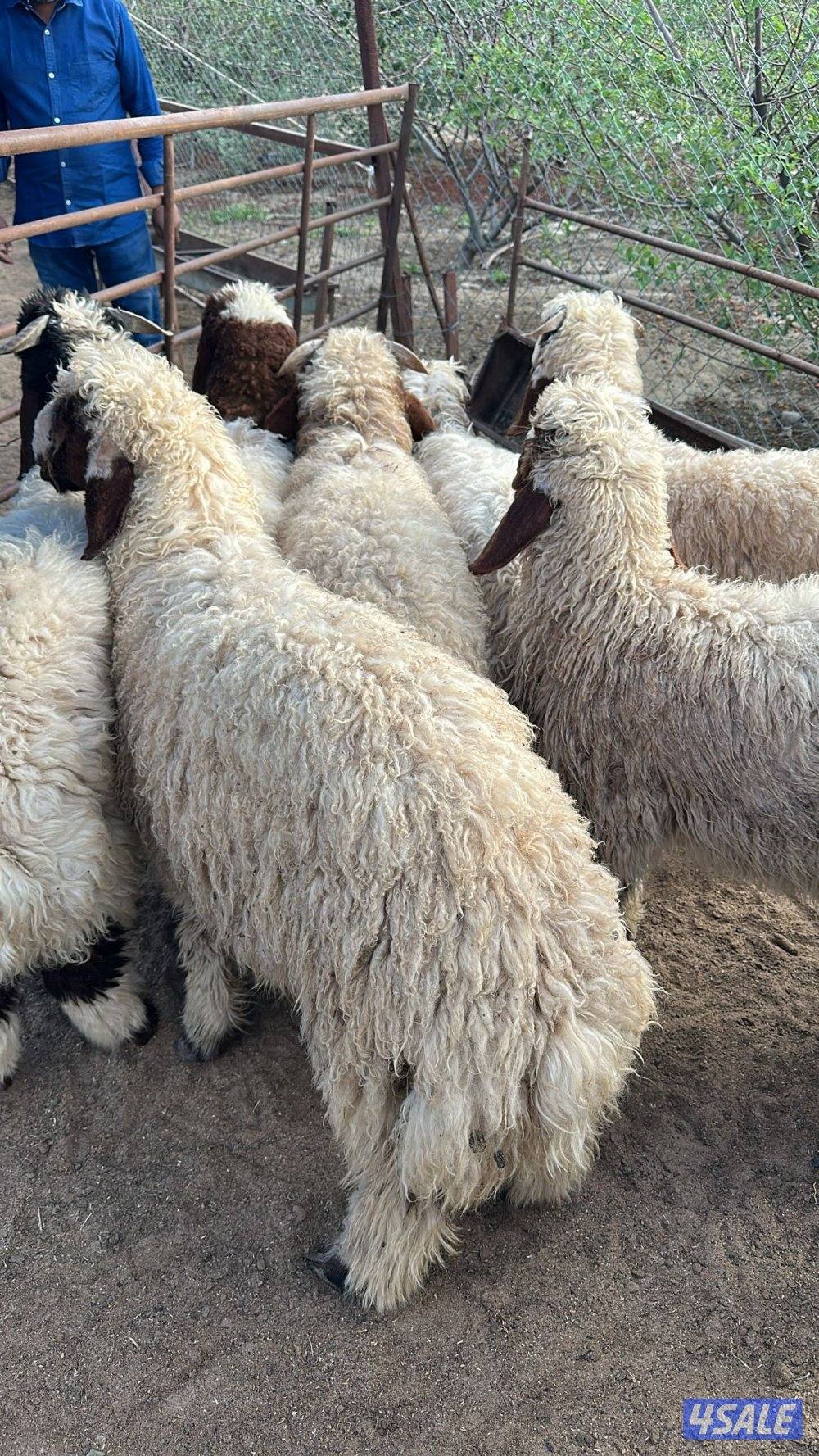 غنم للبيع رخال وخرفان0