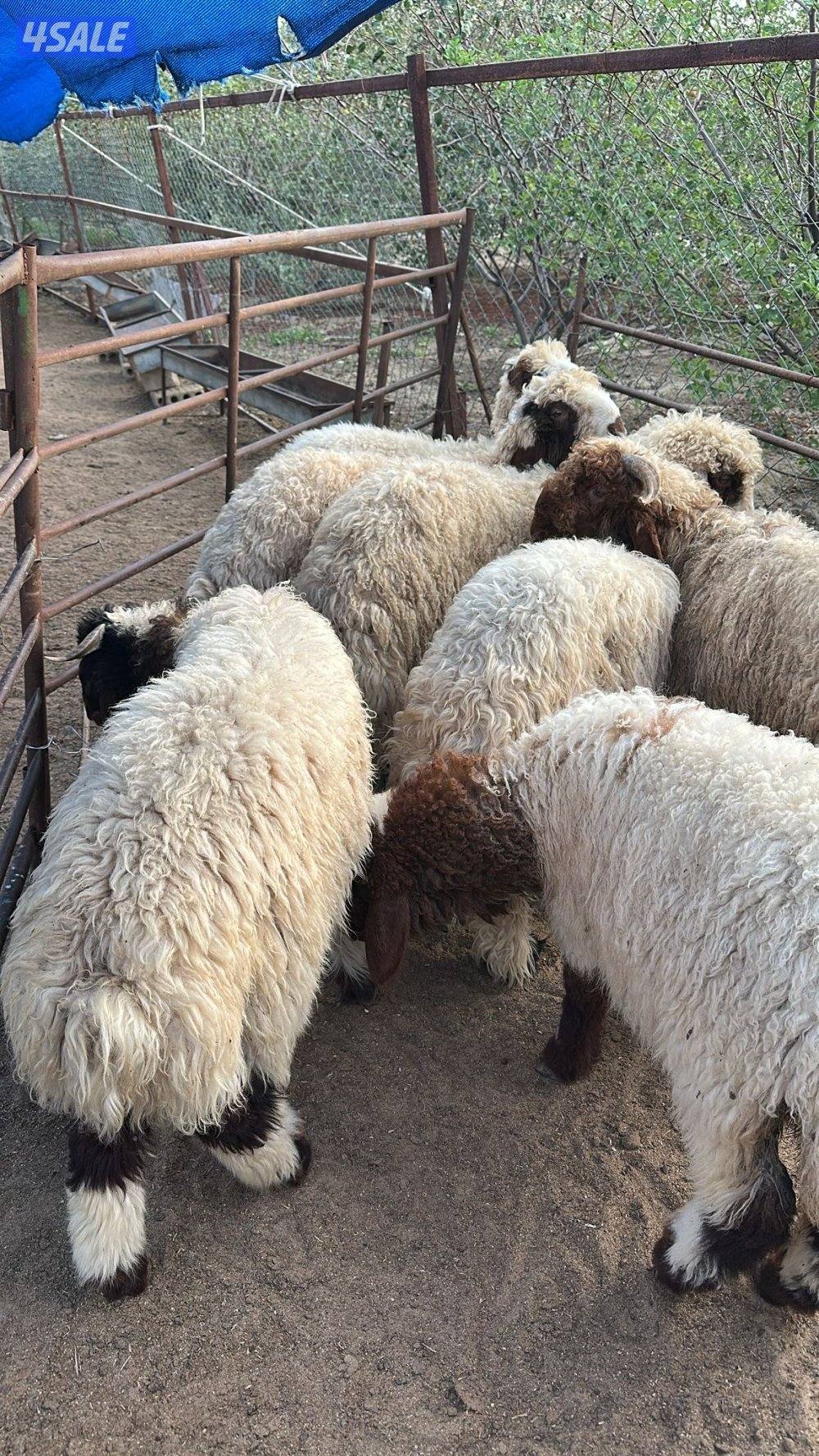 غنم للبيع رخال وخرفان1