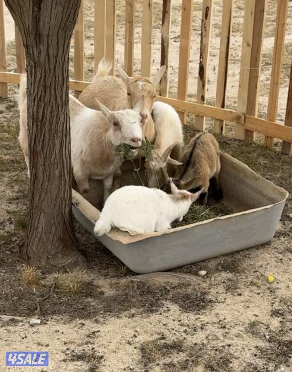 للبيع معزه جيكيه مطافيل ودفيع0