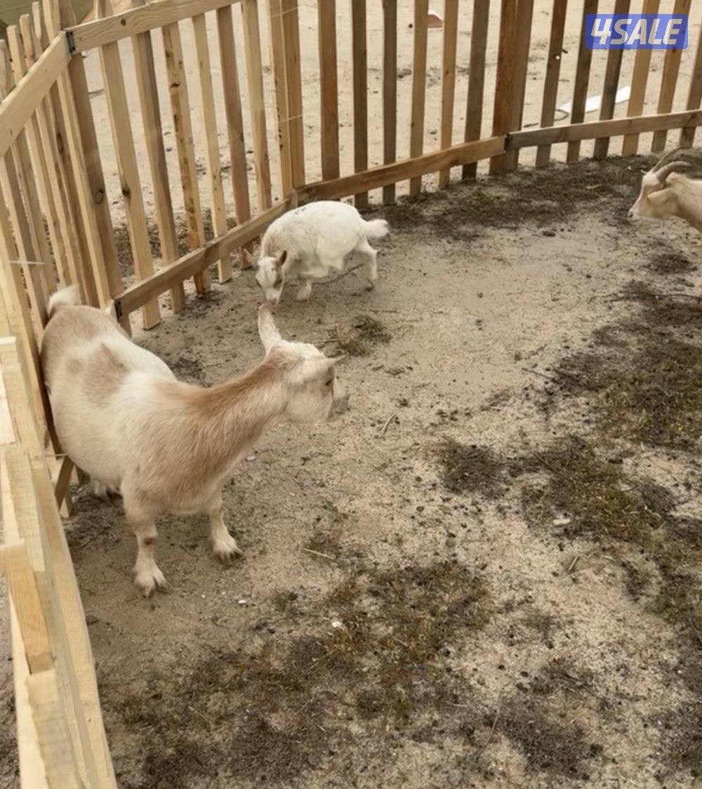 للبيع معزه جيكيه مطافيل ودفيع1