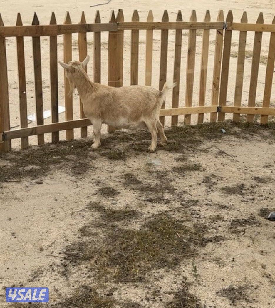 للبيع معزه جيكيه مطافيل ودفيع2