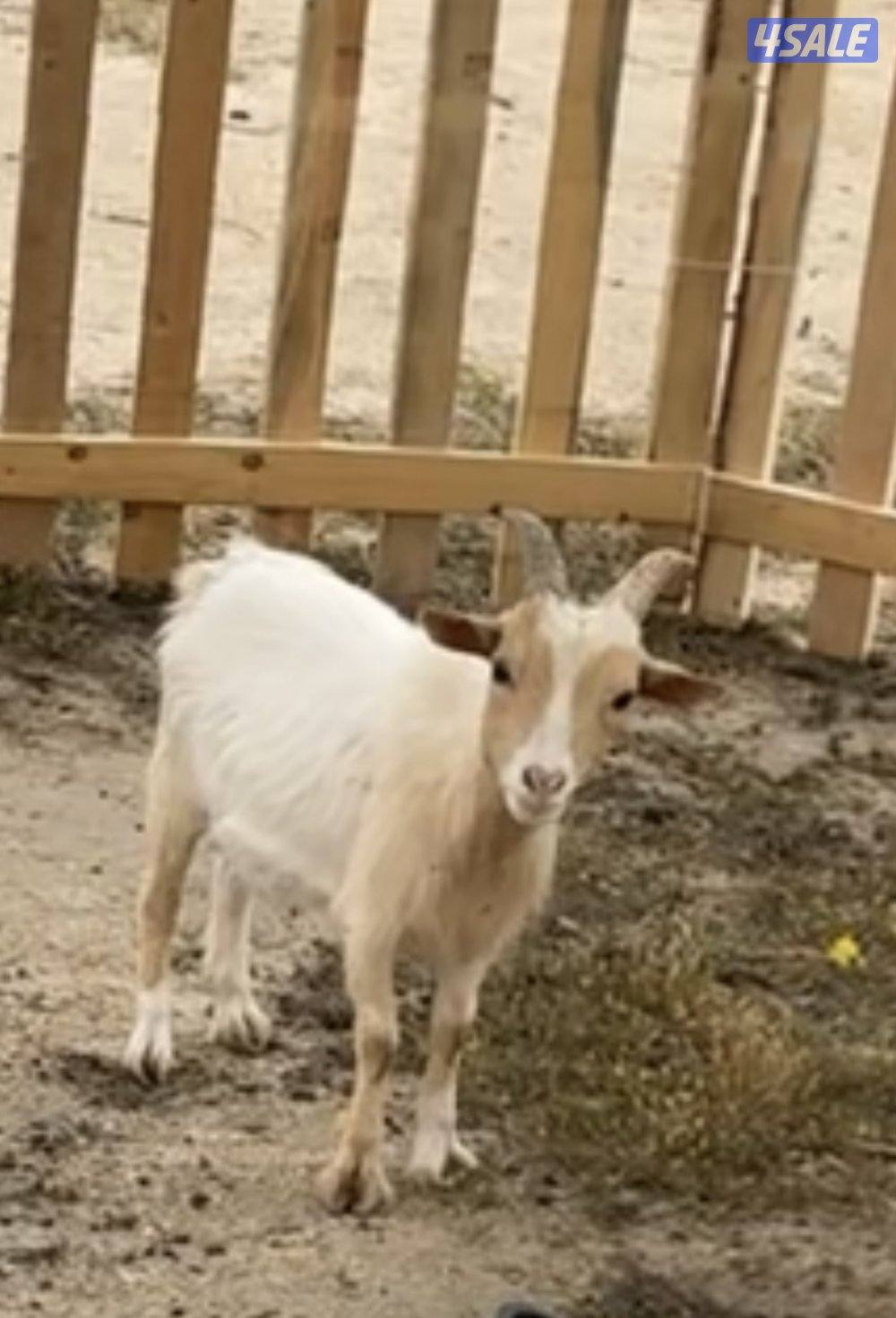 للبيع معزه جيكيه مطافيل ودفيع4