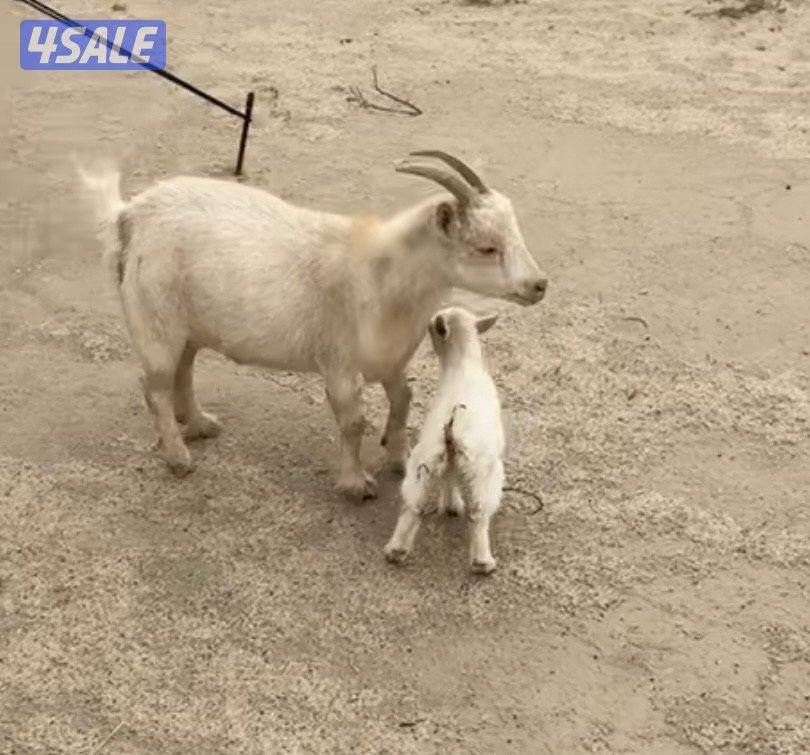 للبيع معزه جيكيه مطافيل ودفيع3