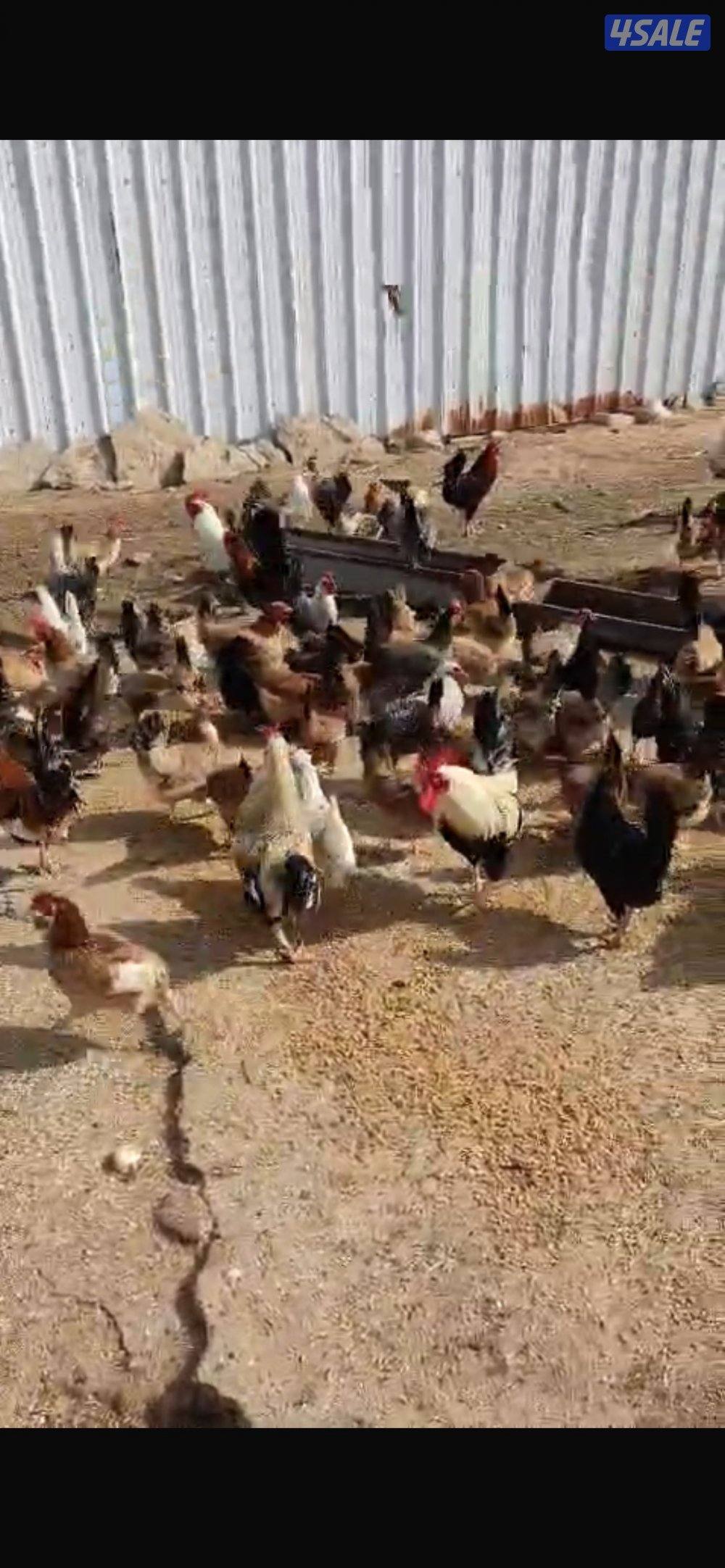 للبيع دجاج العدد 1000