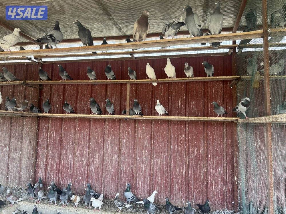 للبيع حمام هدد بنصف دينار جمله0