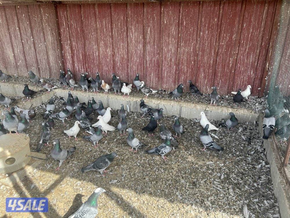 للبيع حمام هدد بنصف دينار جمله1