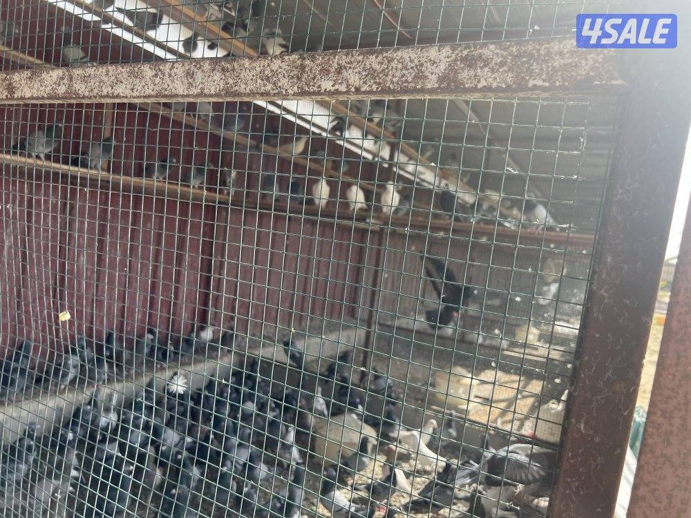 للبيع حمام هدد بنصف دينار جمله2