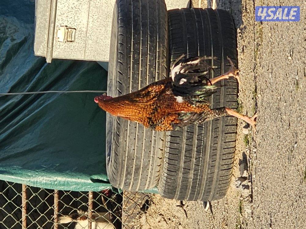 فروخ تايلندي علي 5 دنانير الفرخ0