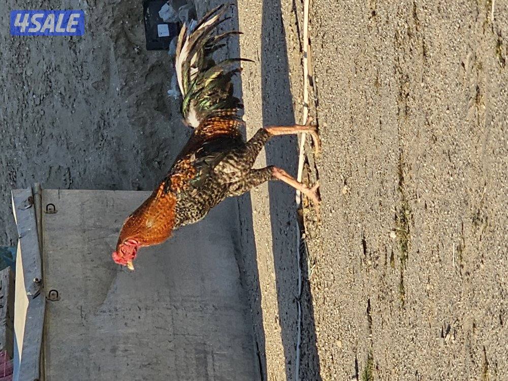 فروخ تايلندي علي 5 دنانير الفرخ1