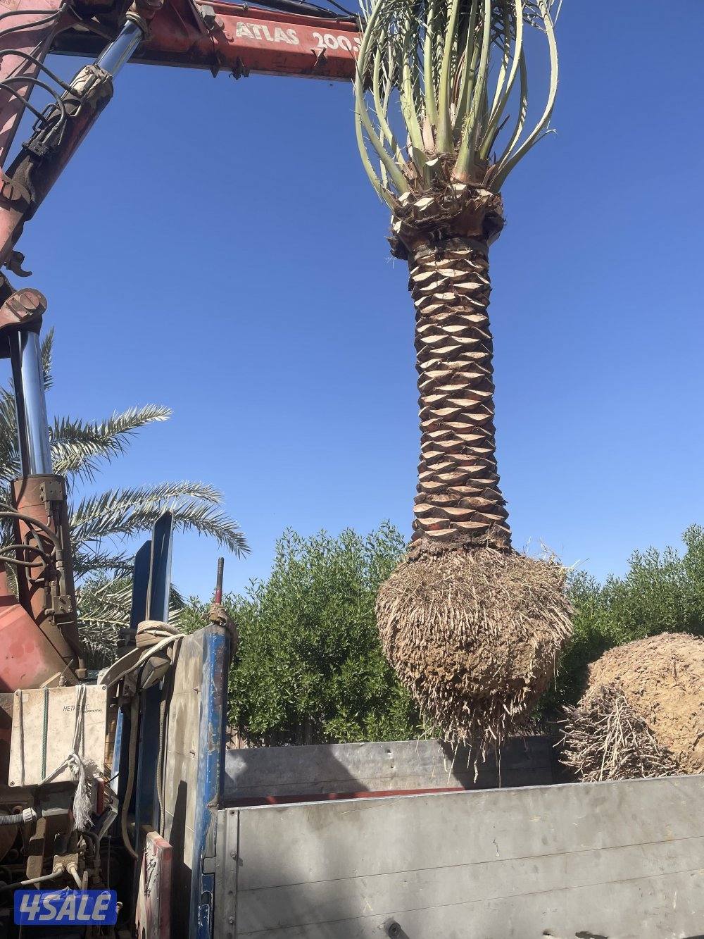 الهوازي للنخيل0