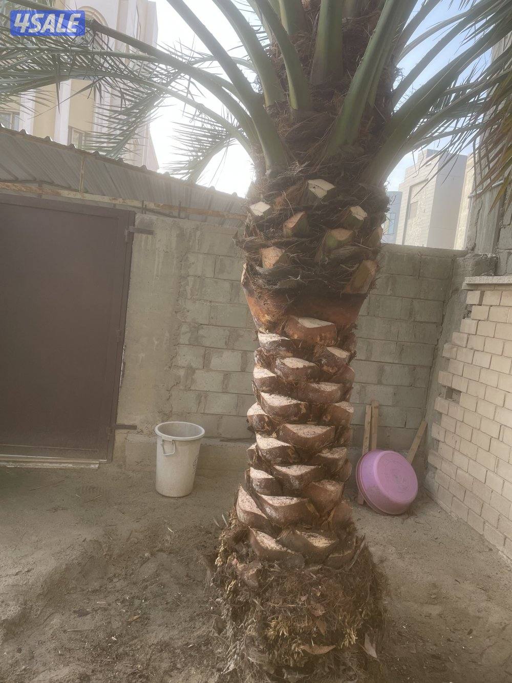 الهوازي للنخيل1