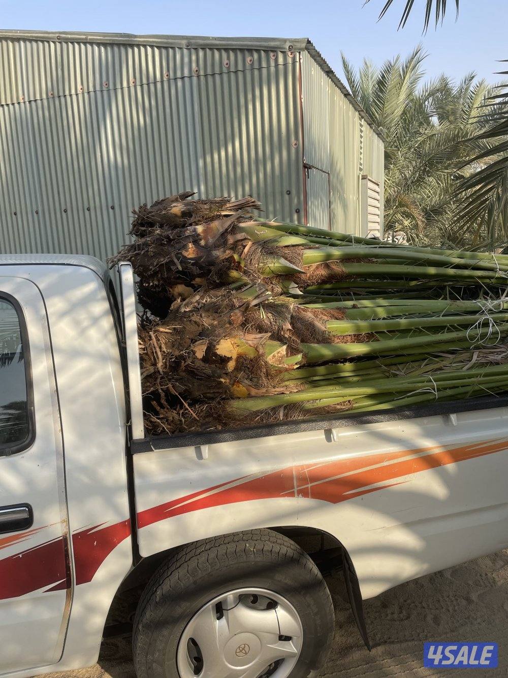 الهوازي للنخيل2